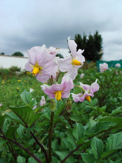 Solanum tuberosum 'Roseval' fleur